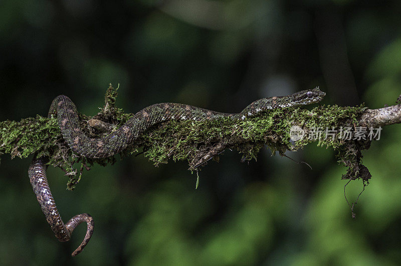 Bothriechis schlegelii，睫毛蝰蛇，是一种有毒的坑蝰，发现在哥斯达黎加的一个小肢体和苔藓。